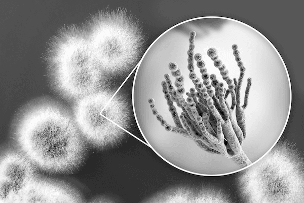 Microscopic view of penicillin | Featured Image for the National Safety and Quality Mental Health Standards for Community Managed Organisations service page