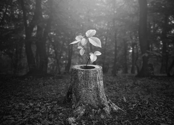 Tree trunk with a sprout growing